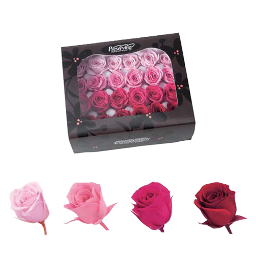 Preserved Vivian Roses0237 4 110 Assort Pink Ø2 28 Fleurigros